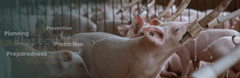 Scottish pig farmers invited to African Swine Fever preparedness workshops next month