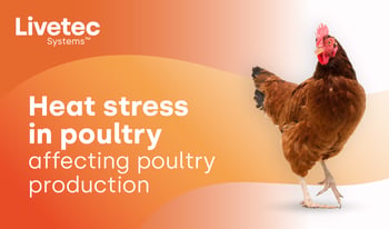 Heat stress in poultry affecting poultry production