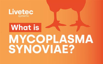 What is Mycoplasma synoviae?&nbsp;