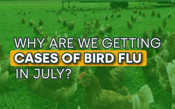 Why are we getting cases of bird flu in July?&nbsp;