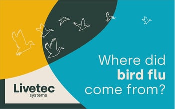Where did bird flu come from?