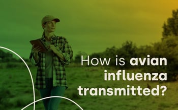 How is avian influenza transmitted?