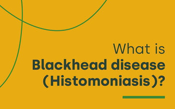 What is Blackhead disease (Histomoniasis)?