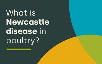 What is Newcastle disease in poultry?