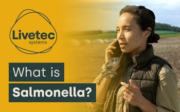What is Salmonella?