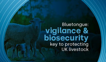 Bluetongue: vigilance and biosecurity remain critical