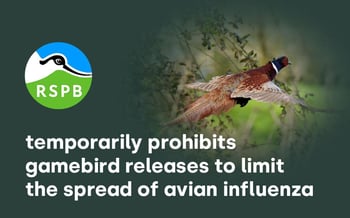RSPB temporarily bans game bird releases to stop disease