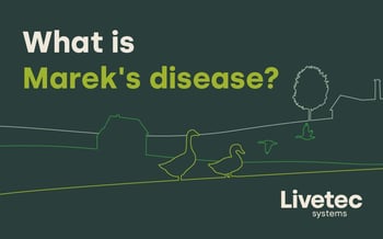 How does Marek’s disease impact chicken, poultry and farming?