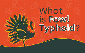 What is Fowl Typhoid?