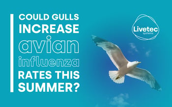 Could gulls increase avian influenza rates this summer?
