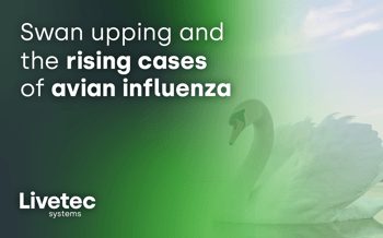 Swan upping and the rising cases of avian influenza&nbsp;