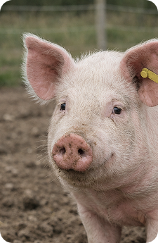 pig closeup