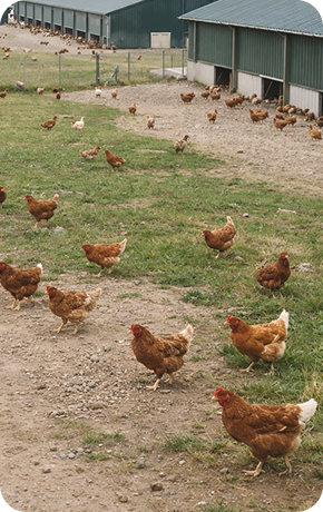 chickens