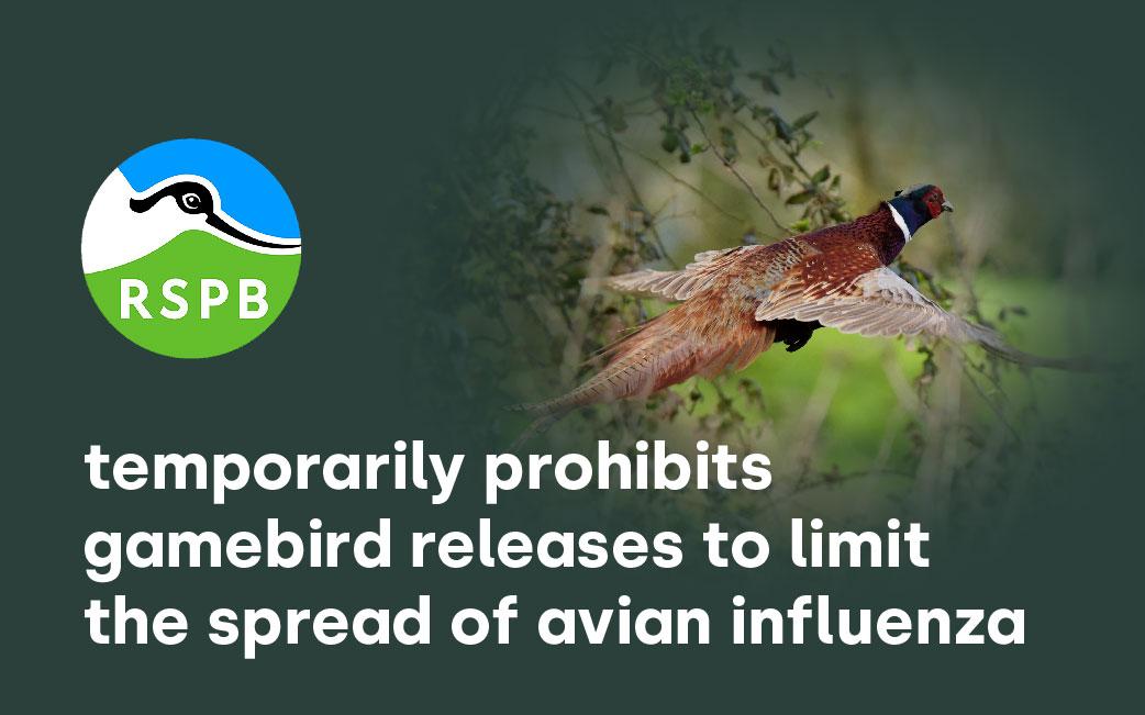 RSPB temporarily bans game bird releases to stop disease - Livetec