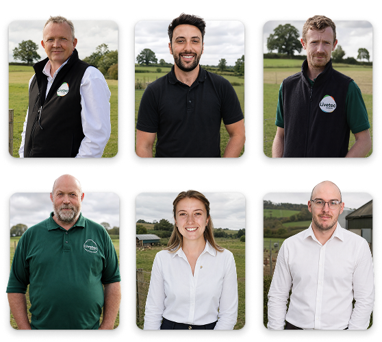 consultancy team